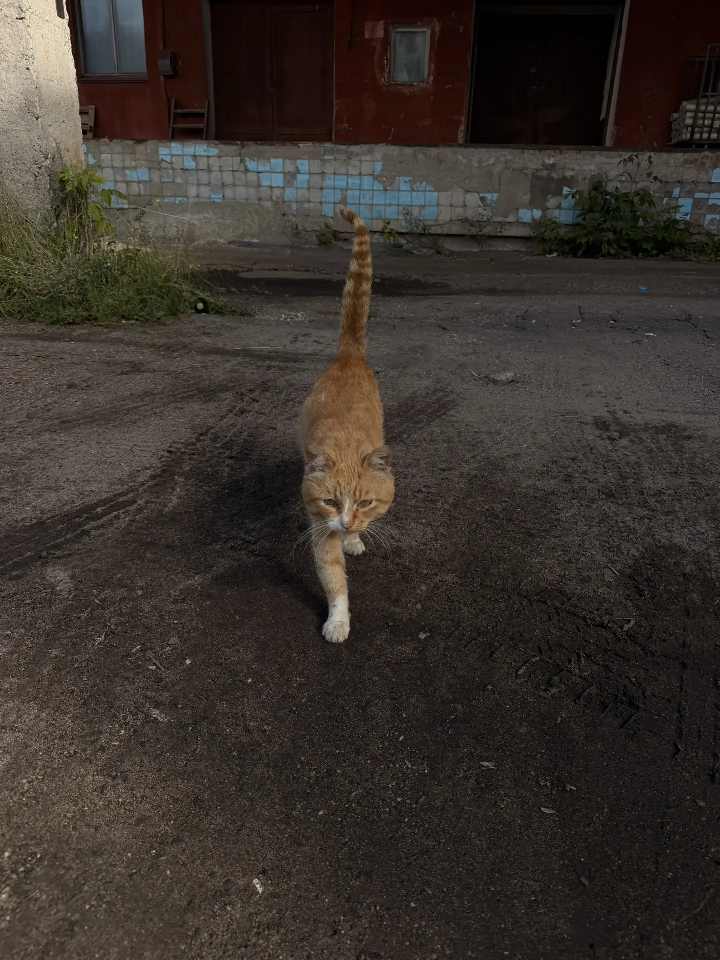 Вышневолоцкие 🐈
