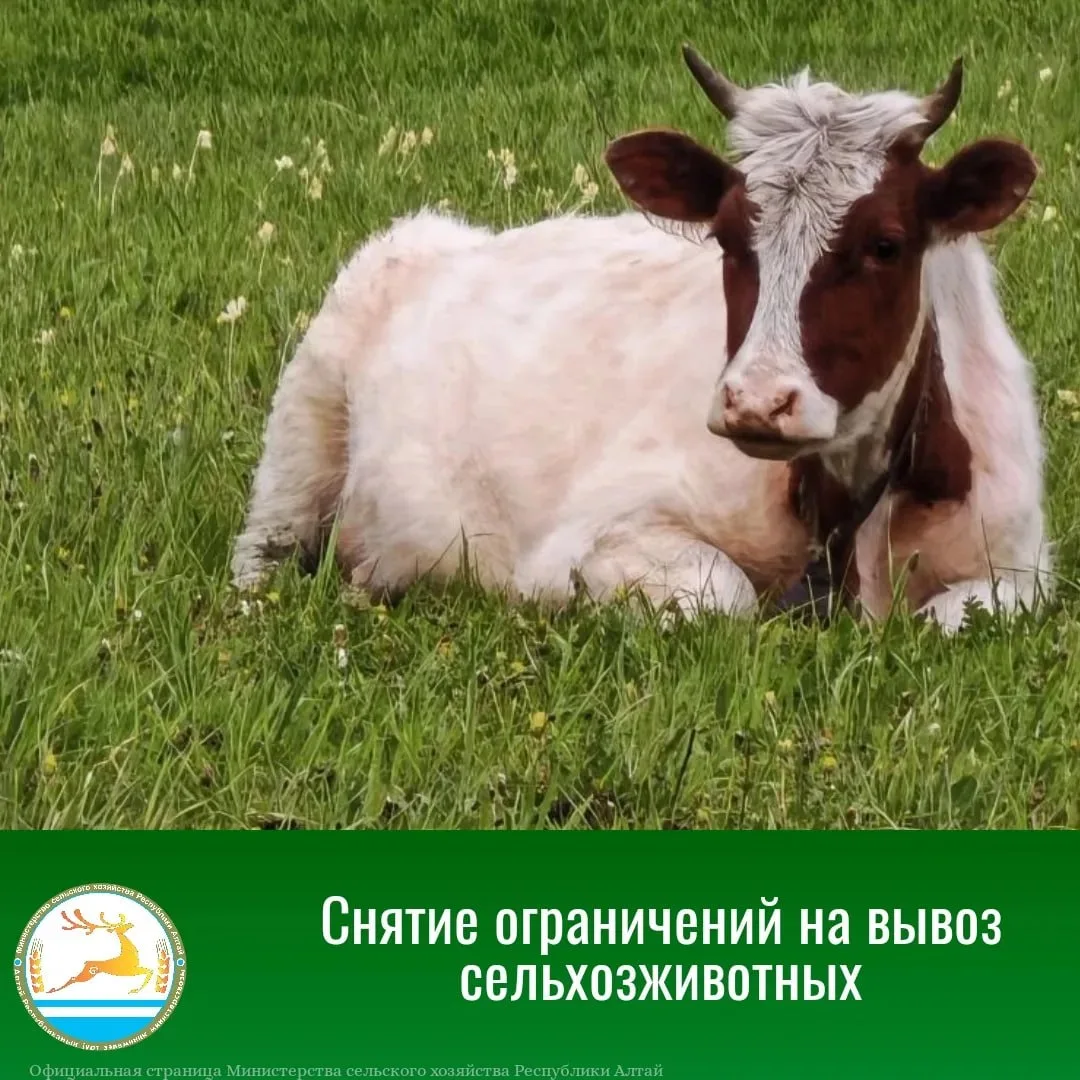 Власти сообщают о снятии ограничений на вывоз сельскохозяйственных животных из всех рай...