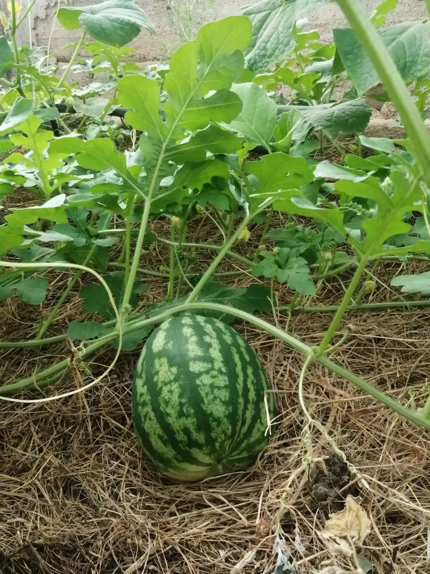 🍉Новости Агрошколы! Из семечка — в гиганта: история одного арбуза, который объединил всю школу!
 
С