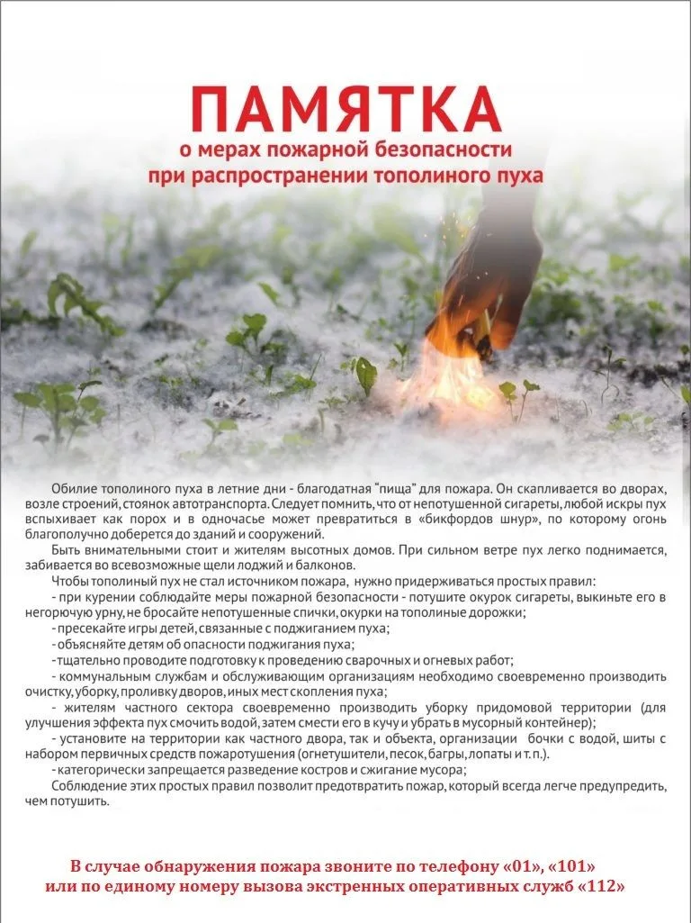 ❗️«Осторожно, тополиный пух!»

📣Ежегодно в летнее время тополиный пух становится причиной возникнов