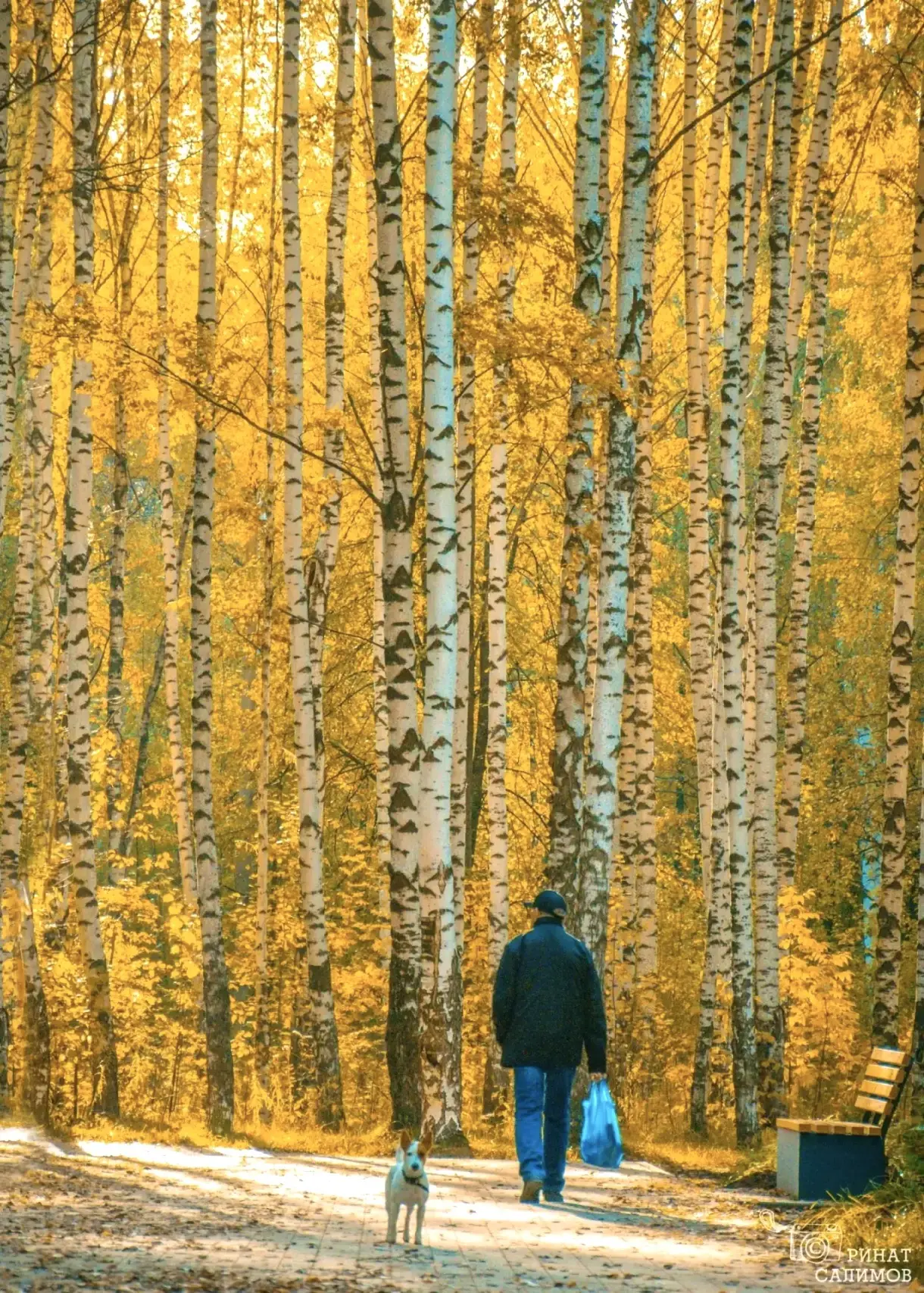 🍂 Прогулка в царстве берёз в Чайковском