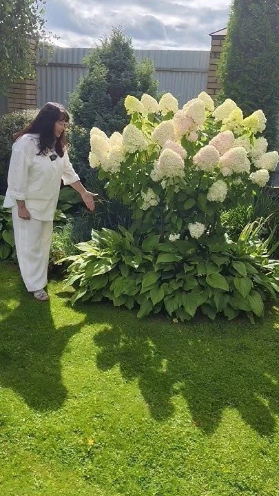 🌿 Ленивый, но шикарный цветник: Хоста + Гортензия