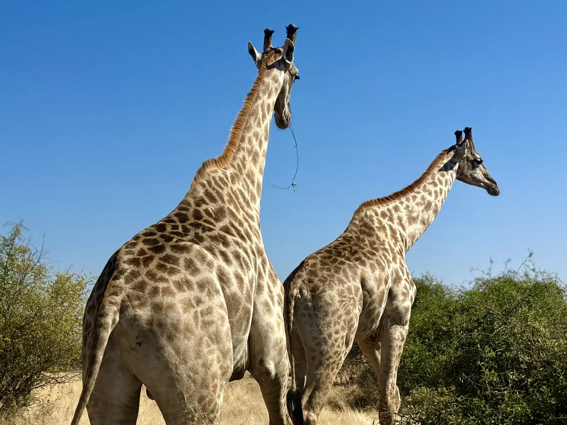 🦒🏜️🐘 Сафари в Национальном парке Чобе! 

Мы отправились в по-настоящему уникальное место не тольк