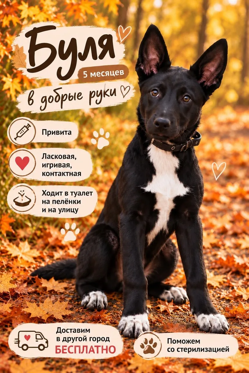 Ищем дом для красивых щенят 🫶🐕