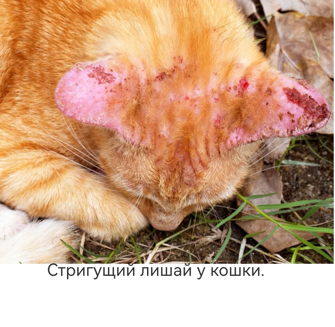 В ветеринарной медицине различают много грибковых инфекций. Чаще всего среди кошачьих г...