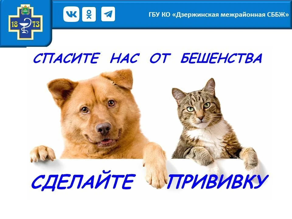 Вакцинация против бешенства: что должен знать каждый владелец питомца!