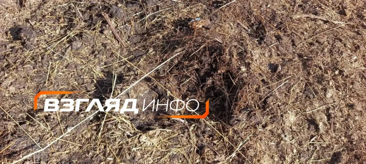 🐻 Медведь напал на лошадь в Минусинском округе