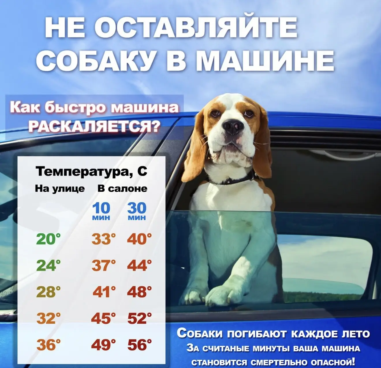 ⚠️Собаки – выносливые животные и могут переносить многие вещи, но тепло не является одн...