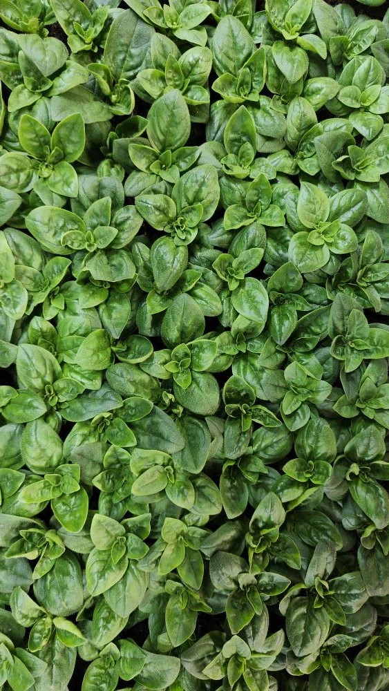 Ещё только начало февраля, а уже столько красоты наросло 😍🌱
