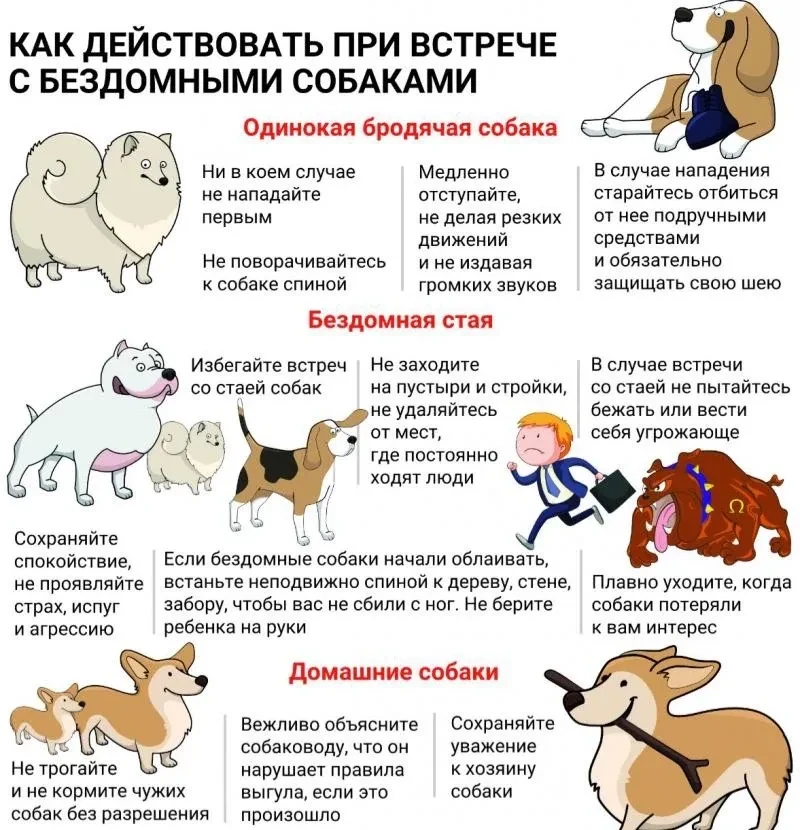 Уважаемые родители!
Безопасность наших детей — наш главный приоритет. В связи с возможными встречи с