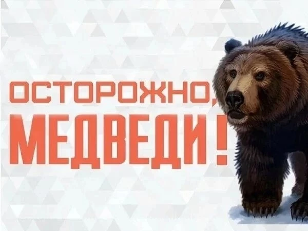 Медведь замечен в жилом районе в Железногорске