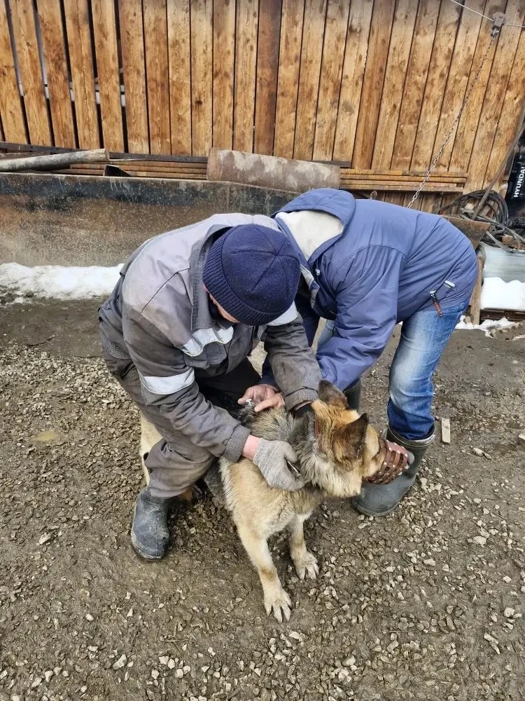 🐾 Бесплатная вакцинация и чипирование животных в Алданском районе.💉
