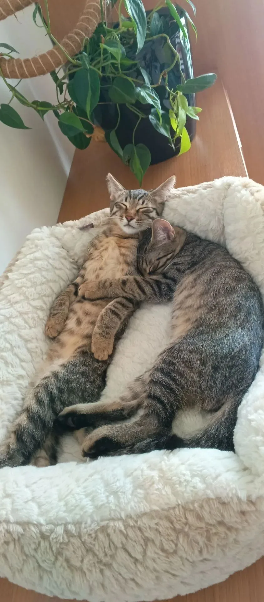 Наименование: Котята (мальчики, 3 месяца)
