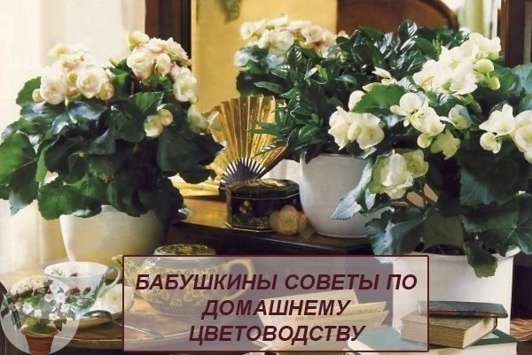 Рекомендации бабушек по уходу за домашними растениями
