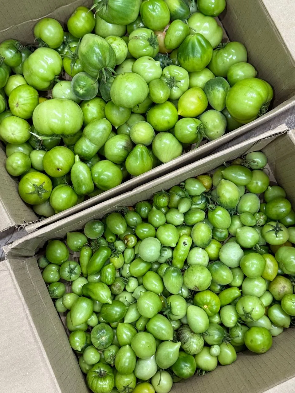 Вчера собрали все наши помидоры 🍅