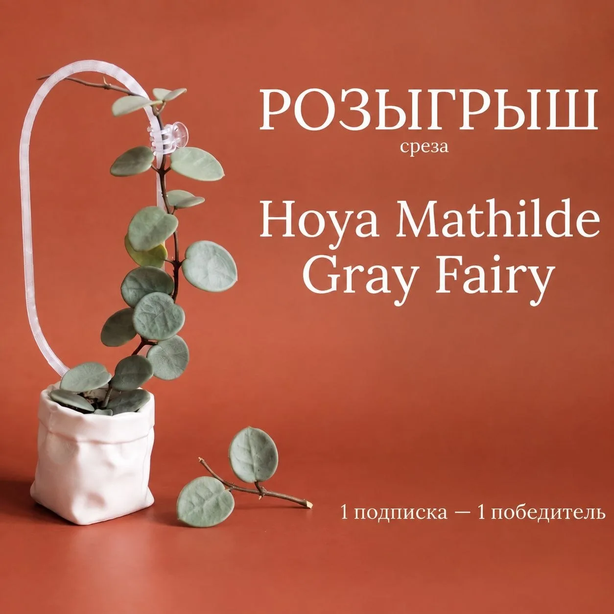 🍀КОЛЛЕКЦИОННАЯ ХОЙЯ ДЛЯ ЛЮБИТЕЛЕЙ РАСТЕНИЙ!