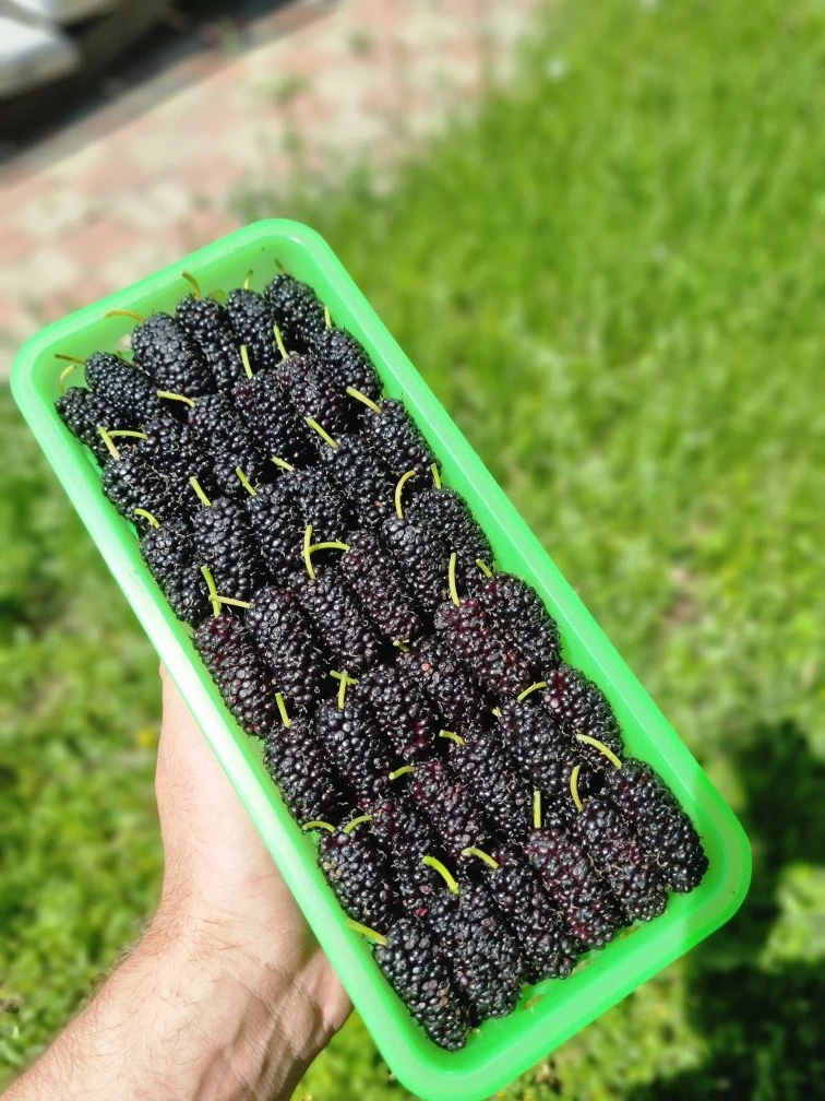 Свежее поступление шелковицы и ягоды с Краснодара 🍓