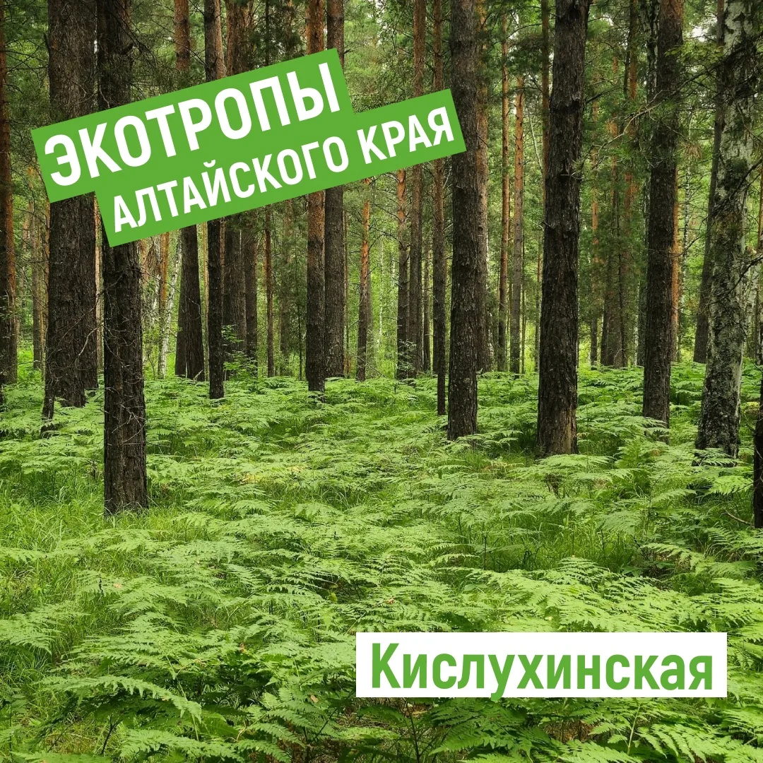 🌿 Экологическая тропа «Кислухинская»