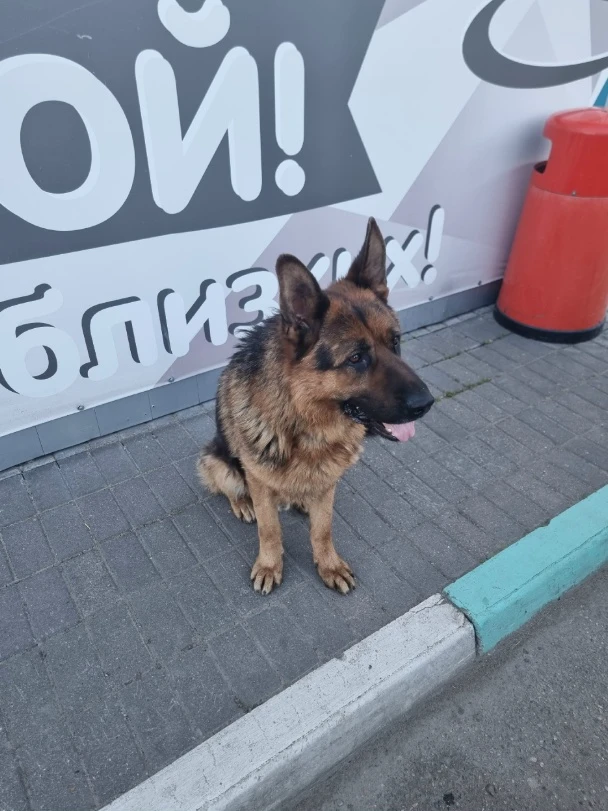 На Комсомольской возле заправки сидит это чудо,очень добрый ,может кто потерял