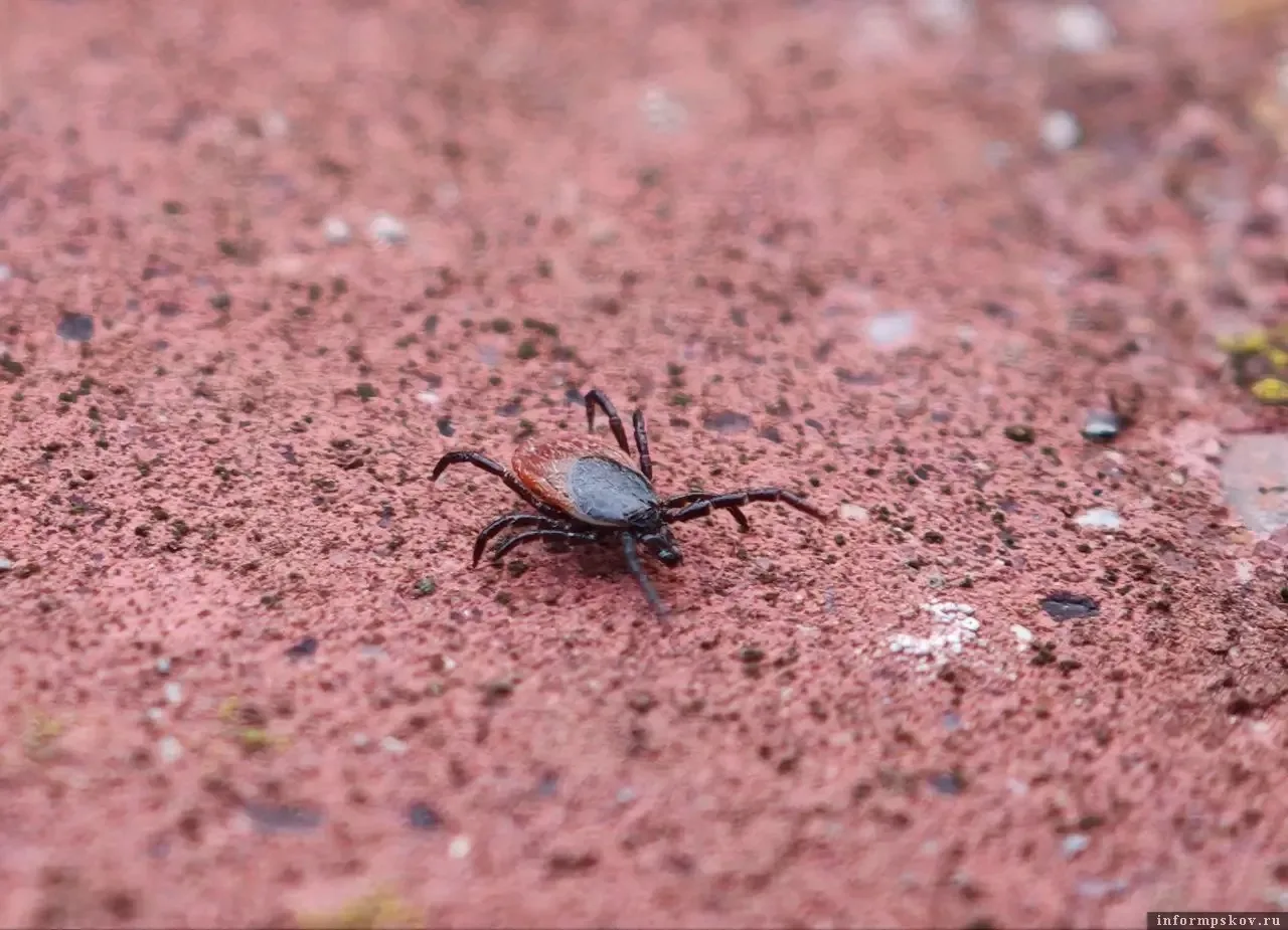 🕷️ 17 клещей с боррелиозом выявили за неделю в Пскове и Великих Луках