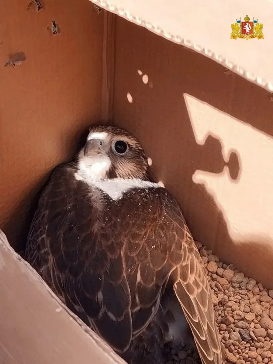 🦅 В Свердловские леса выпустили краснокнижных соколов-балобанов

В Каменском районе стартовала оп