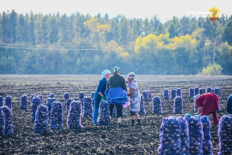 ⚡️В Чувашии убрано более 97% зерновых