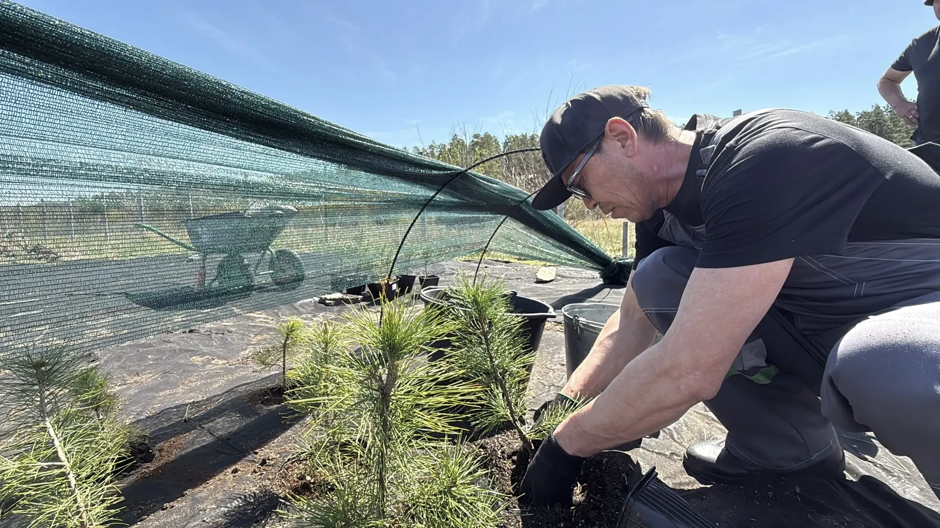 В Улан-Удэ 360 кедров перешли в «первую школу»  🌿 360 кедров, высаженных в честь 360-летия Улан-Удэ,