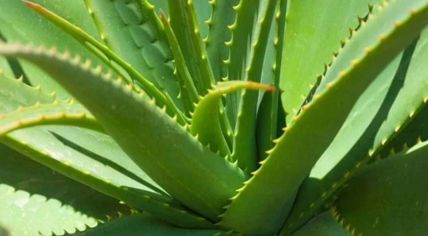 Алоэ против папиллом!🌿

Для лечения подходит только растение возрастом от трех лет. Перед применени
