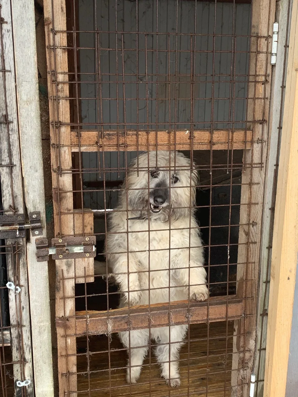 🌟🐾 По инициативе Первых в гимназии 271 прошла акция «Лапа помощи» для приюта «За Полянка», где сейча
