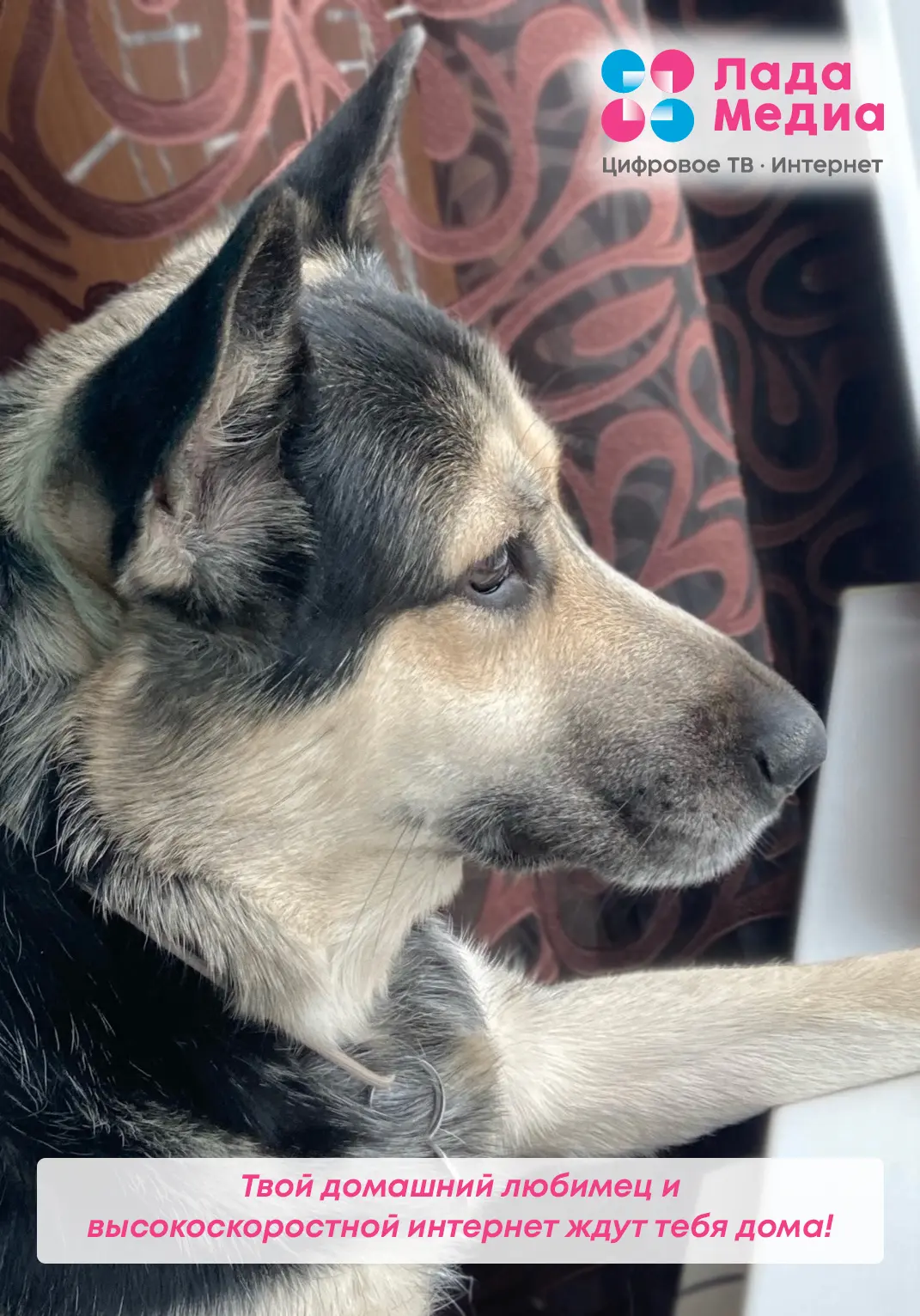 Пока мы на работе, они ждут только одного... 🐾