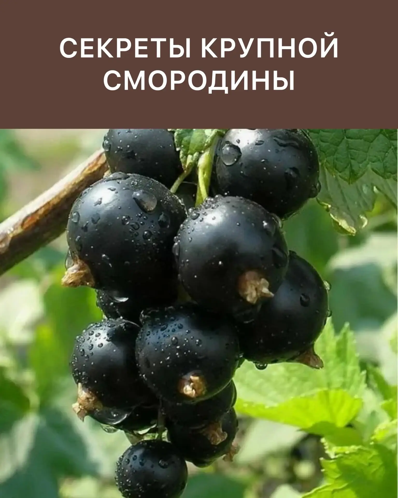 ▌ 🌿 Секреты крупной смородины: как вырастить ягоды размером с вишню

Хотите, чтобы ваша смородина р