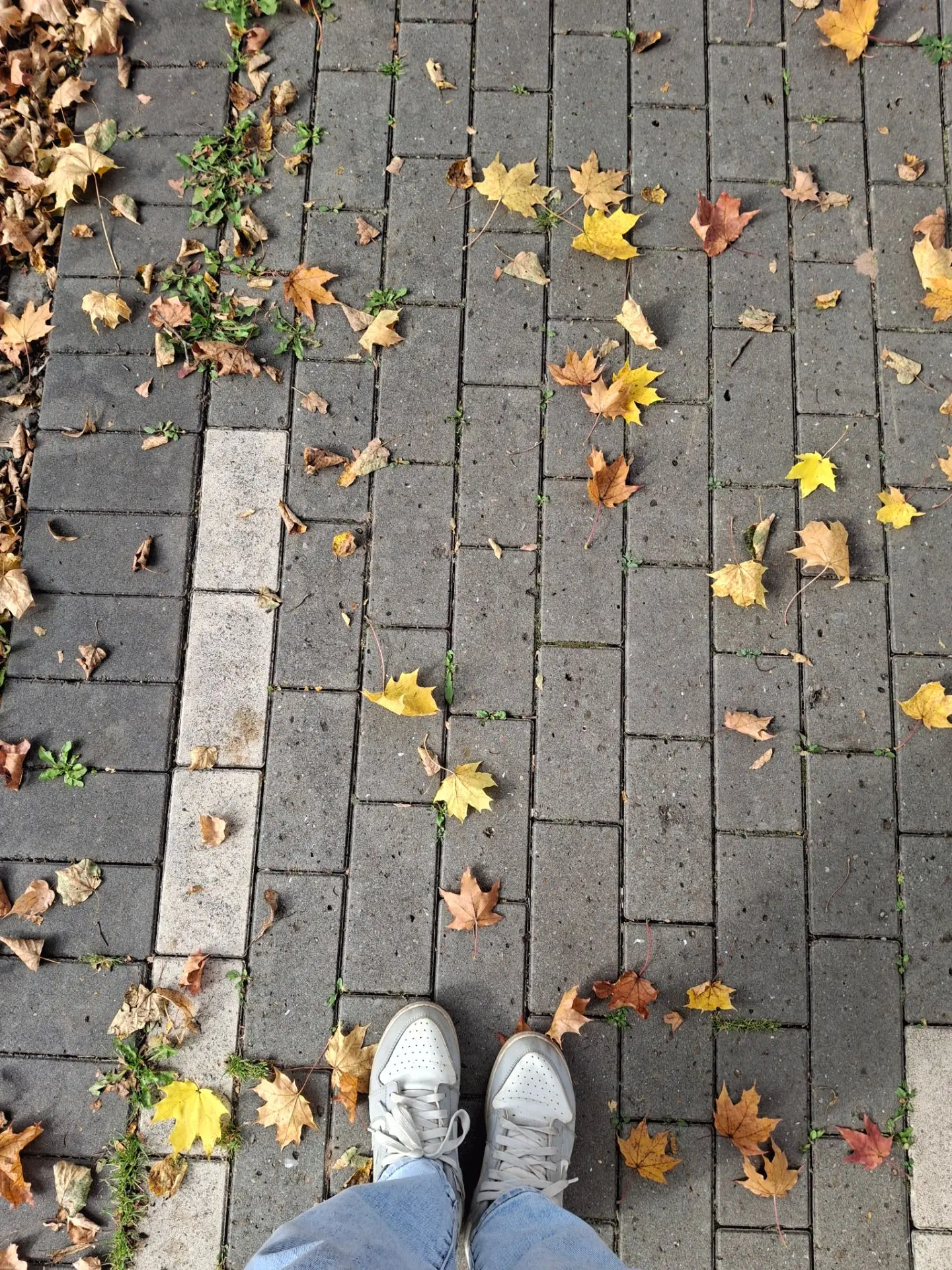 Осенняя аллея 🍁