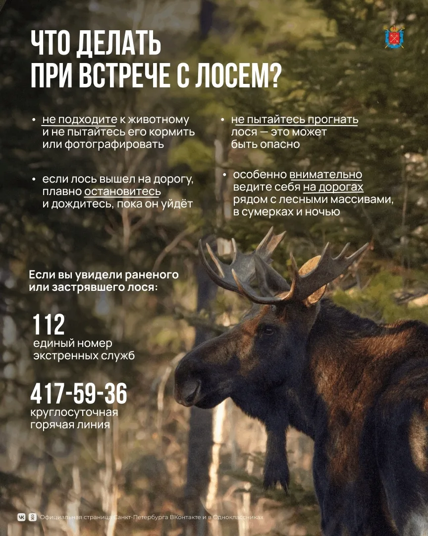 Пулковское | Шушары | Пушкинский район | Санкт-Петербург🏡

🦌 В Петербурге и Ленинградской области 