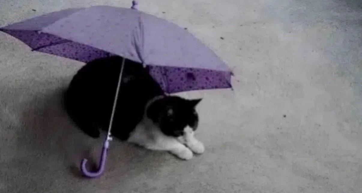 🌧️ Дожди вернутся в Петербург уже сегодня
