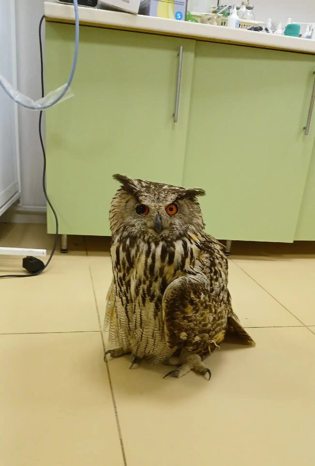 🦉В тамбовском центре сохранения биоразнообразия спасают филина

Птица попала в Центр травмированной
