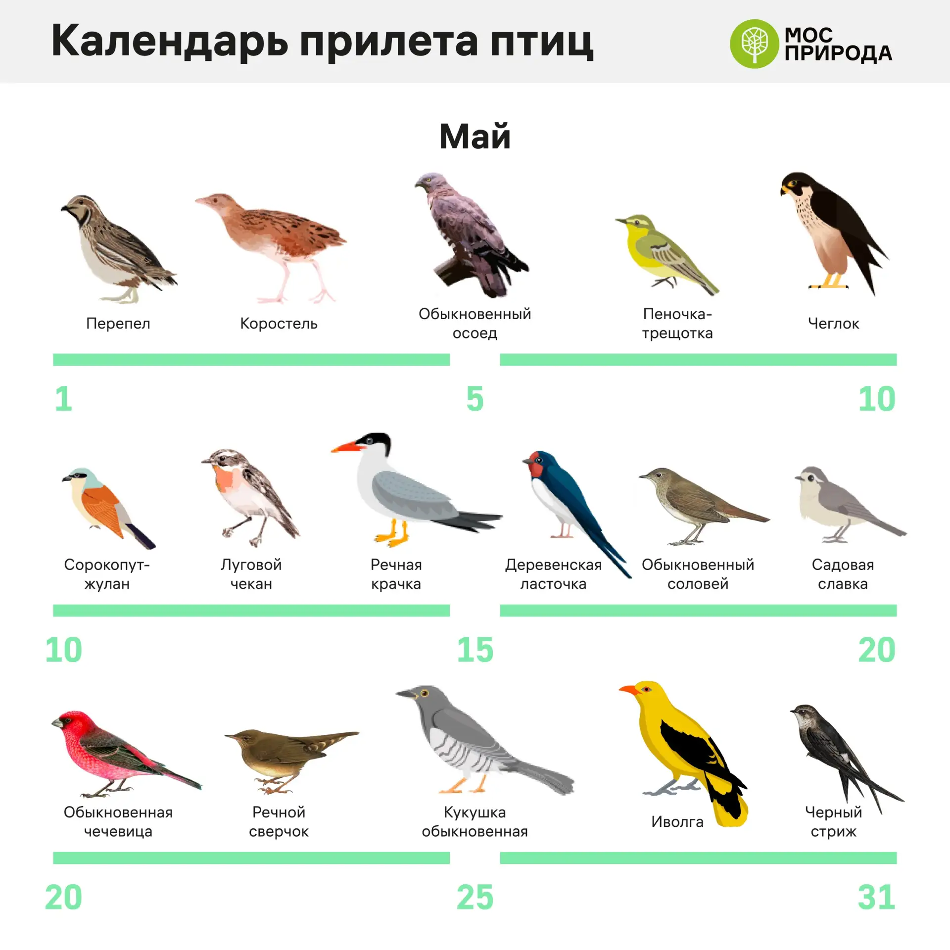 Весна уже скоро, а значит юным натуралистам пора готовиться к наблюдению за птицами, возвращающимися