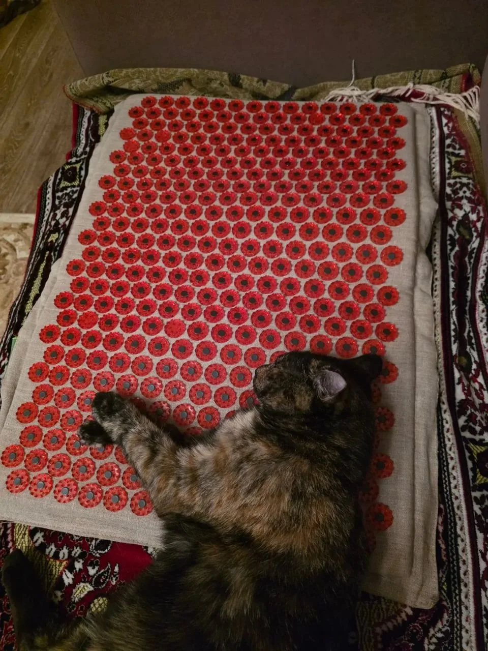 😺 Матильда практикует йогу... А вы?
