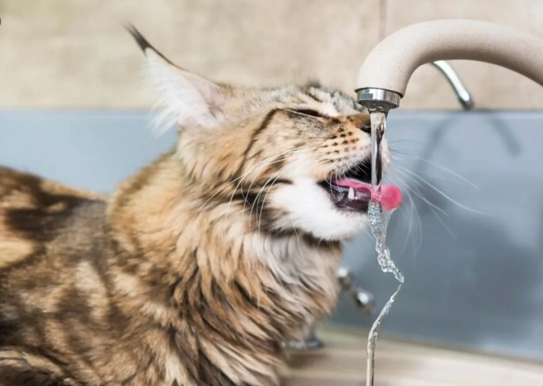 🐱🚰 Мосгорсуд взыскал с жильца 654 тыс. руб. за залив квартиры из-за кошки, открывшей ...