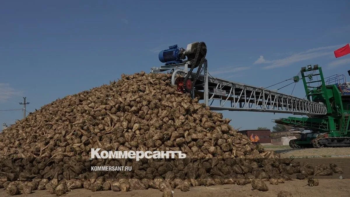 ✅ На Кубани проверили 3,3 млн тонн сахарной свеклы — опасных веществ не обнаружили