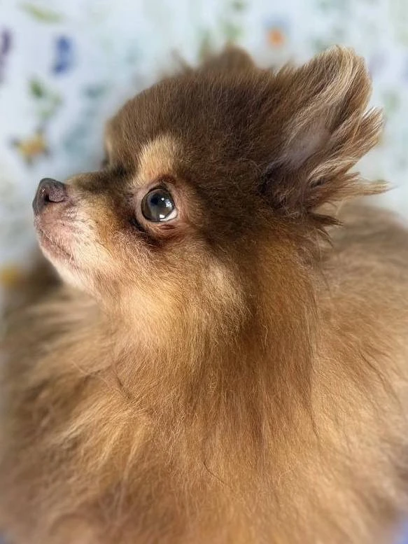 Ищет дом спокойный и мудрый Кулик, приезжайте в Домик Мелкашей! 🐶✨  Москва и МО  Меня зовут Кулик 🐾,
