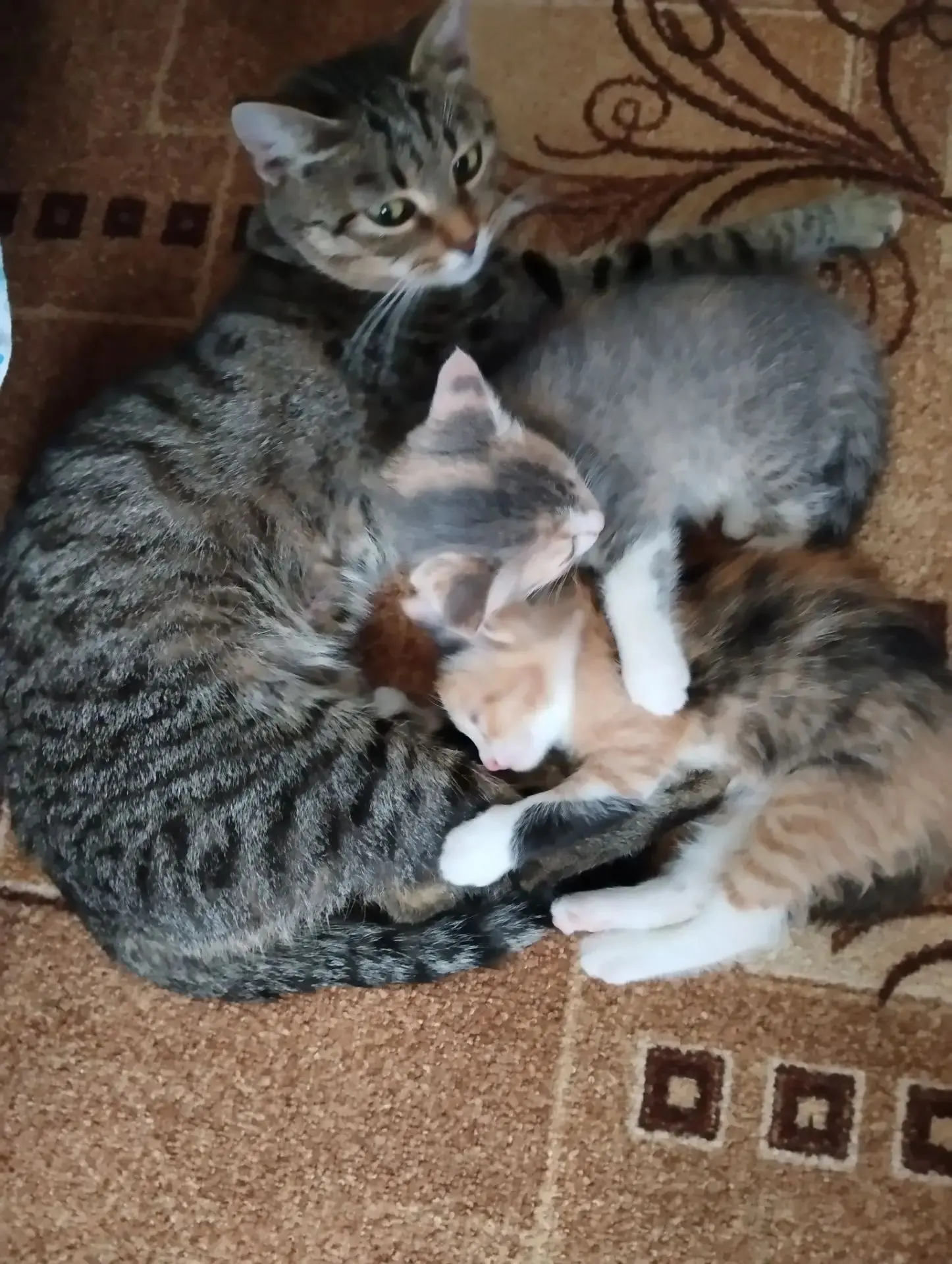 Котята в Добрые руки. Две очень красивые кошечки.Кушают сами. К лотку приучены. Мать ко...