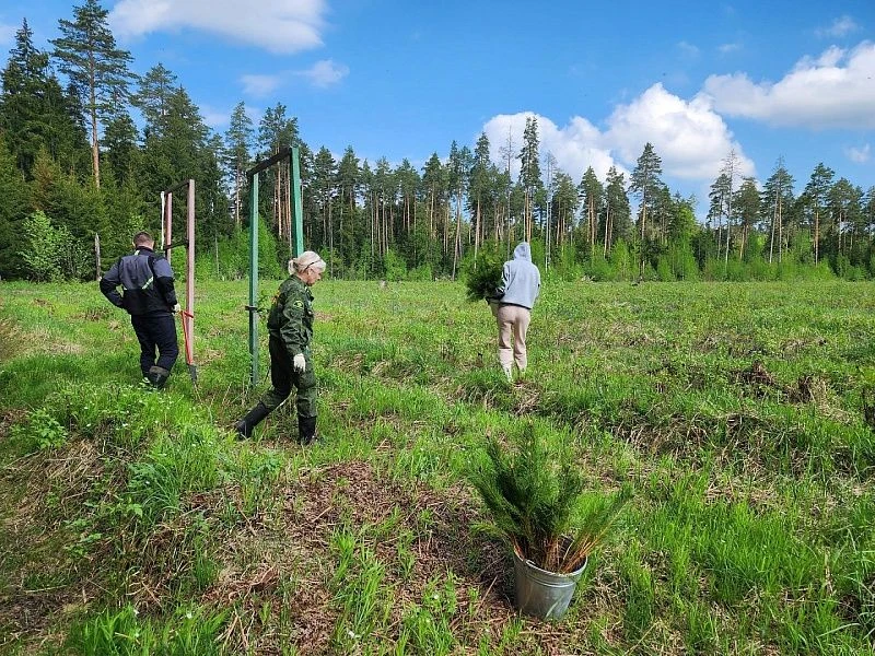 🌳 «Сад Памяти»: 2500 саженцев сосны высадили в городском округе Воскресенск  Эколого-патриотическая 