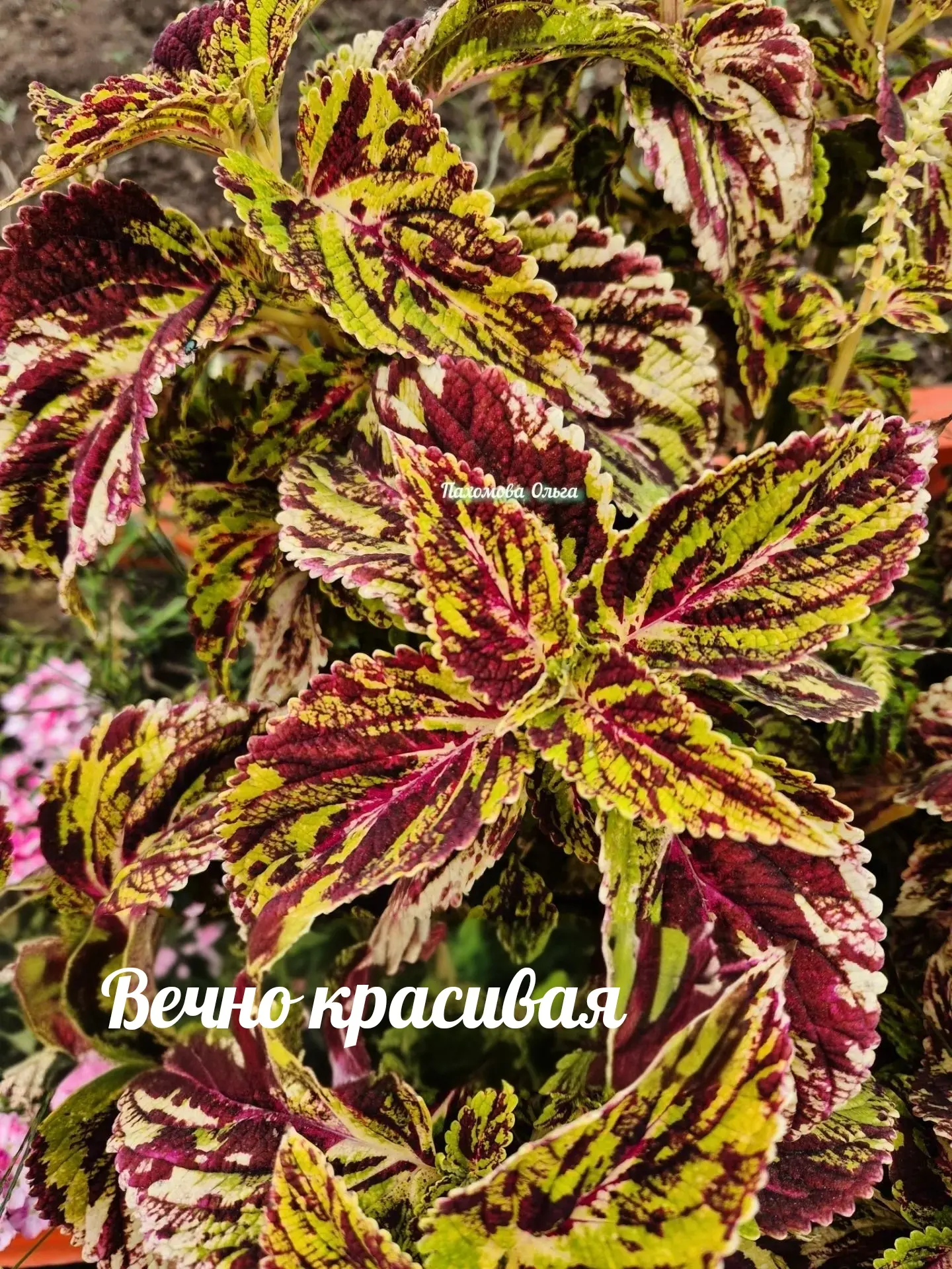 Вечно красивая ПГ