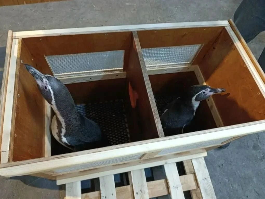 🐧 Из Владивостока в Оренбург отправились четверо необычных путешественников — пингвины...
