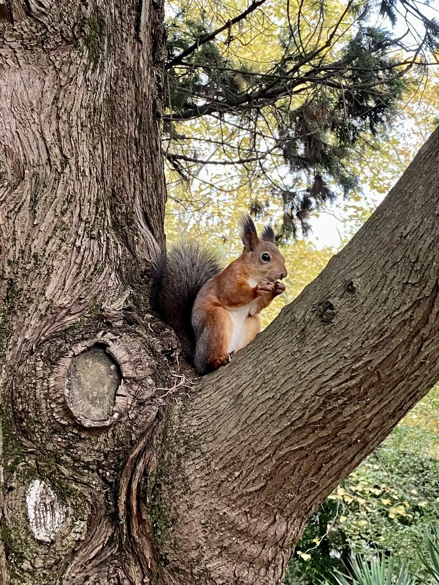 🐿️ Белочки в Адлере — встреча, которая всегда поднимает настроение