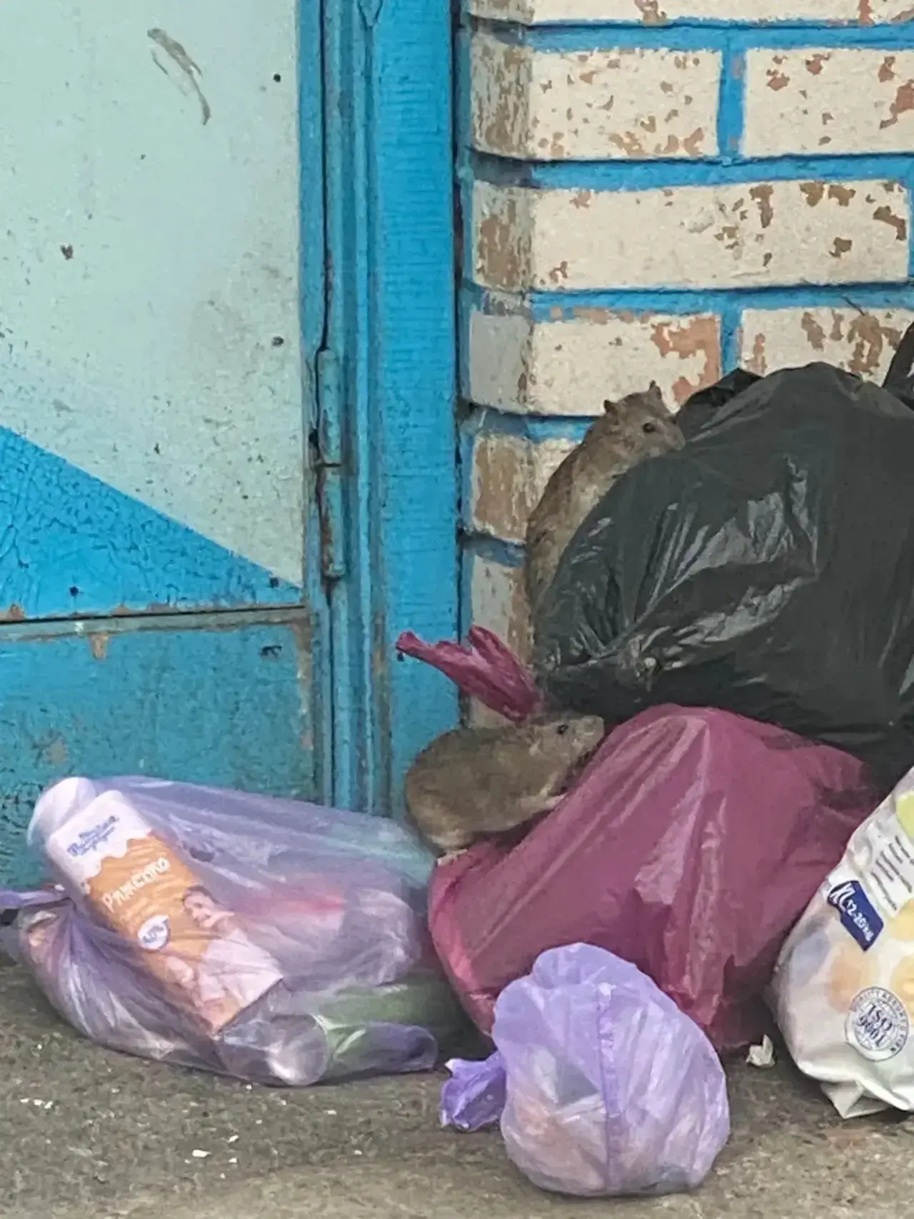 Серьезная проблема: грызуны заполонили подвалы и мусорные камеры на Спортивной  Жалобы жителей, особ