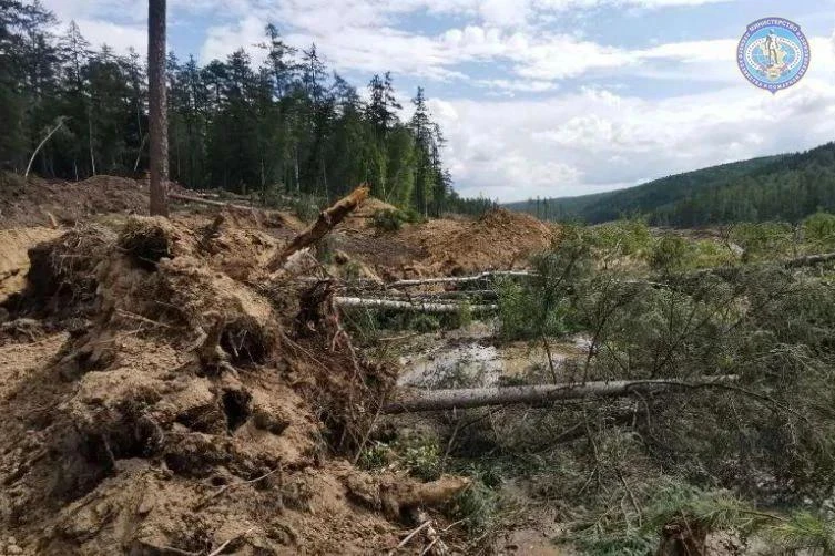 Почти 200 фактов незаконной рубки лесов зафиксировано в Амурской области с начала года