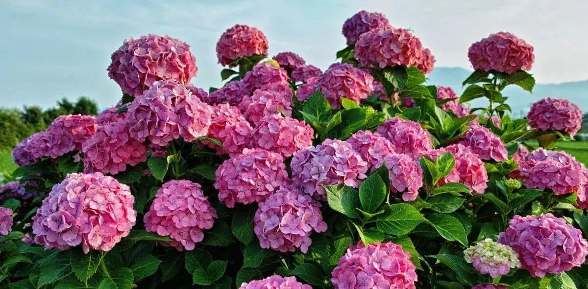 Натуральные подкормки для гортензии 🌺
