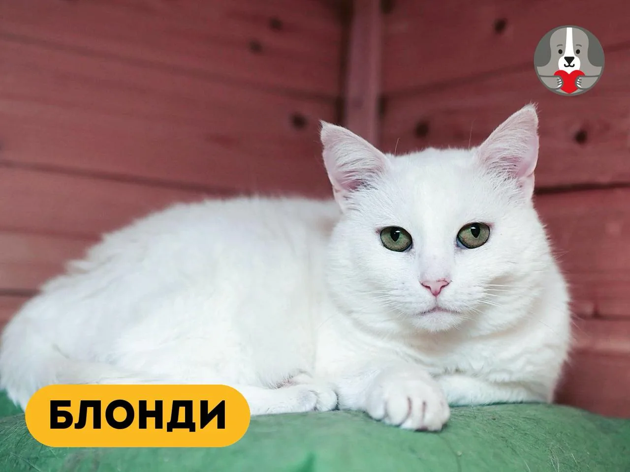 На платформе Tooba сейчас открыты три сбора, и каждому нужна ваша помощь. Под каждой ис...