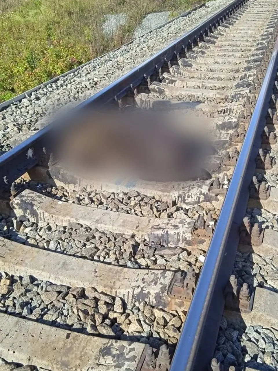 🐻 Три медведя погибли под поездами на севере Свердловской области